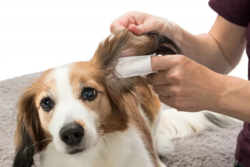Trixie Pet Ear Cleaning Wipes for Cats & Dogs, 50 Count