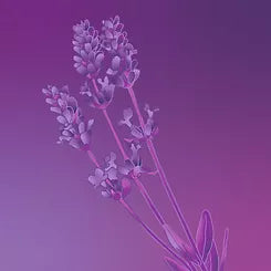 Emit - Hand & Body Lotion - Lavender 800ml (27 fl oz)