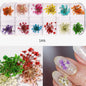 Colorful Dry Nature - 1#A