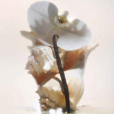 Saltair Nourishing Body Oil for Dewy and Glowing Skin Salt Water Vanilla 4 fl oz - Imperfect Container