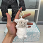 Jellycat Mini Plush Keychain – Soft Cuddly Toy Charm Ideal for Daily Use, Gift Giving & Collecting Cute Accessories