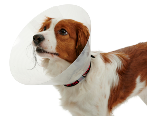 Kruuse Buster Elizabeth Collar Transparent Pet Cone 10 cm