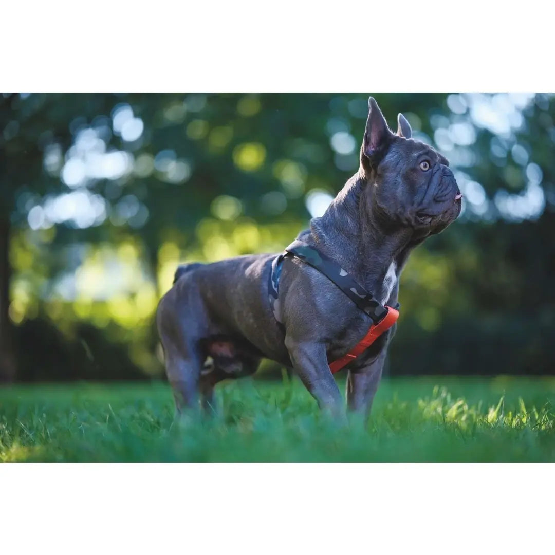 M-Pets Wild Jungle Dog Harness for Medium Breeds